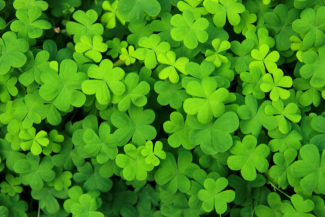 shamrocks