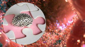 Composite image showing a brain on puzzle pieces and a microscopic view of the gut, illustrating research on how chemicals produced by gut bacteria may influence brain health and Alzheimer's disease risk.